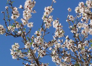 Almond trees in flower