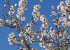 Almond trees in flower: Foto 3