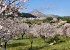 Almond trees in flower: Foto 7
