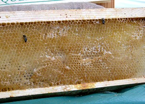Feria de la miel en Llubí