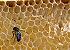 Honey Fair in Llubí: Foto 4