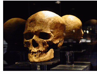 Atapuerca and human evolution