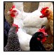 Avian influenza: a threat to human health